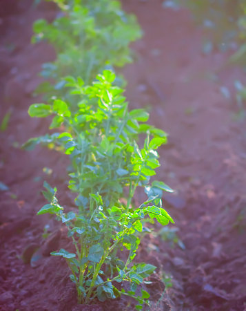 Young potato plants growing on the soil in organic garden.