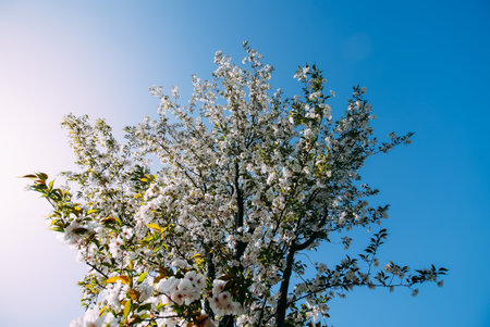 Scenic view in a spring park. Flowers in bloom.
