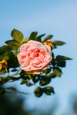 Pink roses in garden. Decorative plants.の写真素材