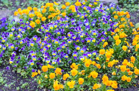 Scenic view in a spring park. Pansy flowers in bloom.