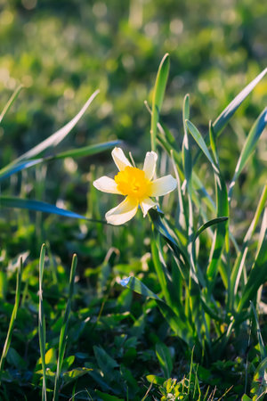 Narcissus flowers in flowering season. Spring nature details.