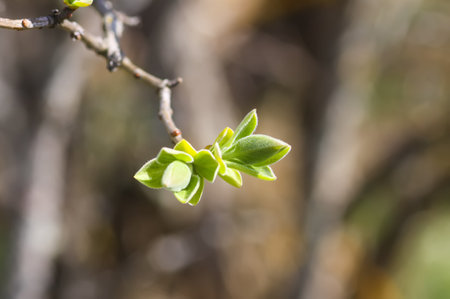 Spring tree branches with first green leaves and buds.