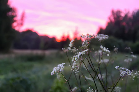 Grass meadow in sunset light. Scenic nature view. Summer evening in countryside. Bright sky with clouds.の写真素材