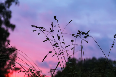 Grass meadow in sunset light. Scenic nature view. Summer evening in countryside. Bright sky with clouds.の写真素材