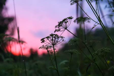 Grass meadow in sunset light. Scenic nature view. Summer evening in countryside. Bright sky with clouds.の写真素材