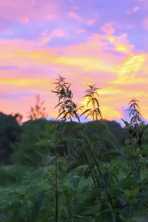 Grass meadow in sunset light. Scenic nature view. Summer evening in countryside. Bright sky with clouds.の写真素材