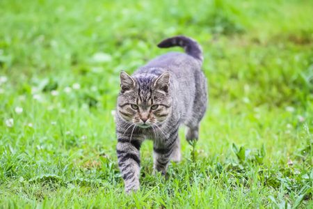 Domestic gray cat walking outside on a summer day.の写真素材