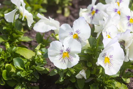 White pansies. Delicate beautiful summer flowers.の写真素材
