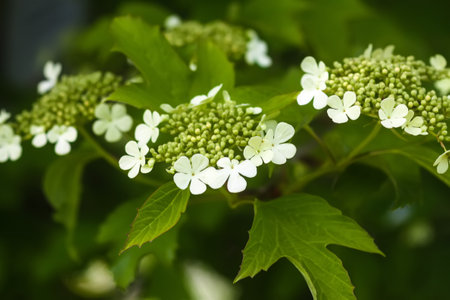 Viburnum white flowers close up.