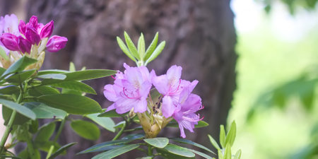Bush of the Rhododendron in the botanical garden. Beautiful floral background. Decorative summer plants.の写真素材
