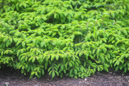 Spruce tree branches in summer park.