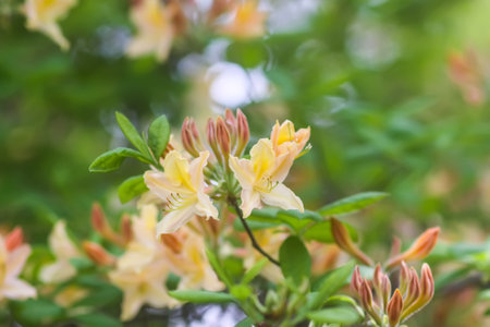 Bush of the Rhododendron in the botanical garden. Beautiful floral background. Decorative summer plants.の写真素材