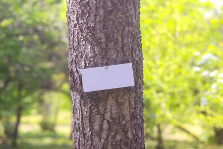 Summer nature background. Tree in park with empty board.の写真素材