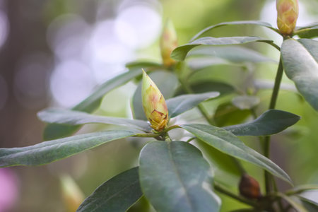 Bush of the Rhododendron in the botanical garden. Beautiful floral background. Decorative summer...
