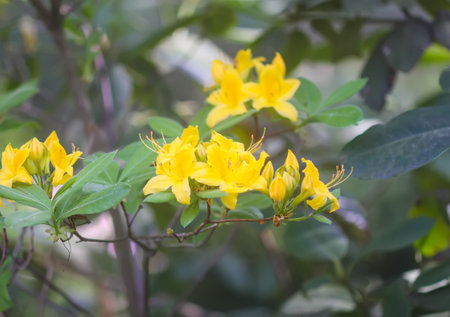 Bush of the Rhododendron in the botanical garden. Beautiful floral background. Decorative summer plants.の写真素材
