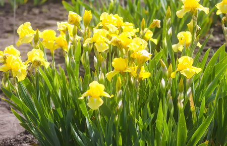 Iris flowers in spring garden.