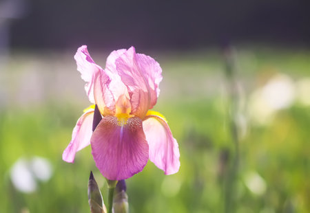 Iris flowers in spring garden.の写真素材