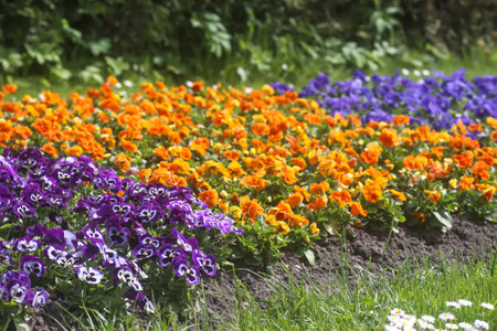 Mixed pansies in garden. Beautiful spring flowers.の写真素材