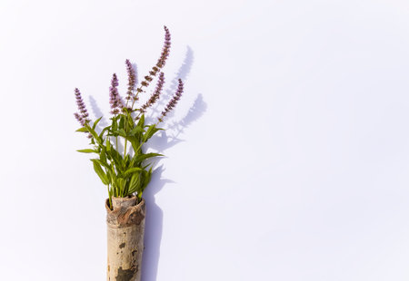 Fresh mint flowers for cosmetic products or herbal tea. Medical plants.の写真素材