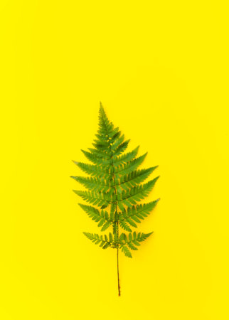Green fern leaf on bright yellow background.の写真素材