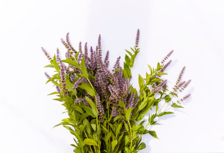 Fresh mint flowers for cosmetic products or herbal tea. Medical plants.の写真素材