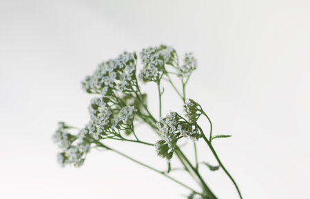 Medicinal herbs. Bright summer flowers. White yarrow plants