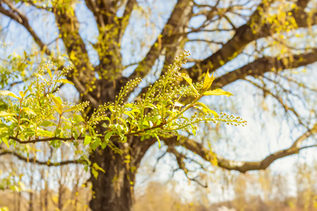 Spring landscape. Green trees in a park.の写真素材