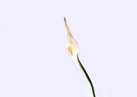 Ornamental house plant Spathiphyllumの写真素材