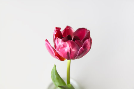 Tulip flower. Beautiful spring plant in flowering season.