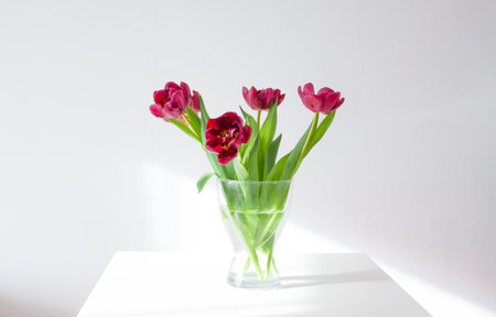 Bouquet of tulip flowers in transparent vase. Beautiful spring plants in flowering season. Minimalistic floral design.の写真素材