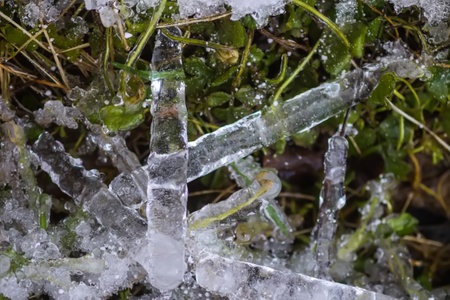 Melting snow and ice on grass in wild forest. Season change in nature.