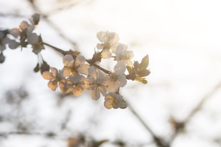 Cherry blossoms in spring park. Beautiful tree branches with white flowers in warm sunset light.