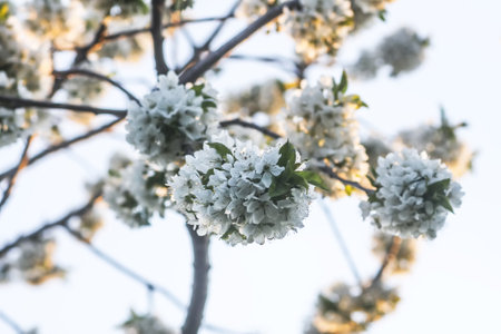 Cherry blossoms in spring park. Beautiful tree branches with white flowers in warm sunset light.