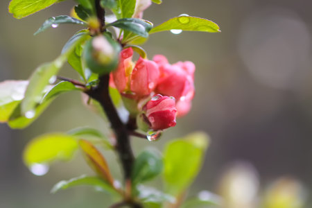Cydonia or chaenomeles japonica or superba plant blossoms in spring park. Beautiful nature background. Springtime in countryside.の写真素材