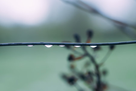 Water droplets on a branch of a plant after the rain.の写真素材