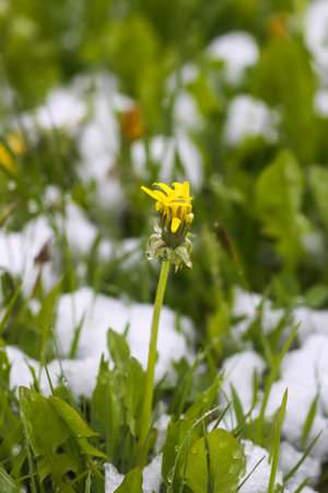 Dandelion flower in snow. Nature details after the unexpected snowfall.の写真素材