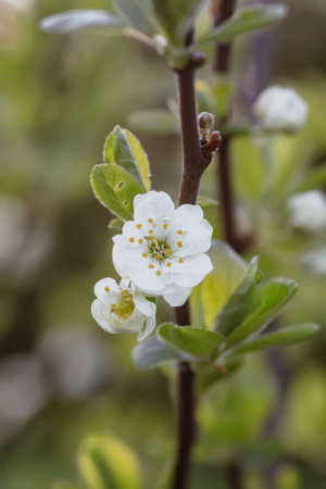 White plum tree blossoms in spring park. Beautiful nature background. Springtime in countryside.の写真素材