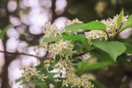 White bird cherry blossoms in spring park. Beautiful nature background. Springtime in countryside.の写真素材