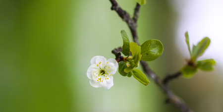 White plum tree blossoms in spring park. Beautiful nature background. Springtime in countryside.の写真素材