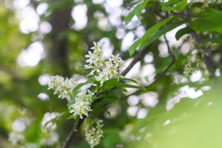 White bird cherry blossoms in spring park. Beautiful nature background. Springtime in countryside.
