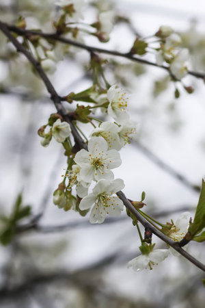 White plum tree blossoms in spring park. Beautiful nature background. Springtime in countryside.