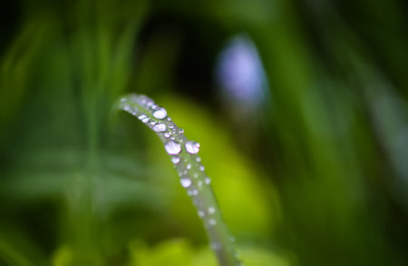Closeup of green grass with water drops. Morning dew on summer field.