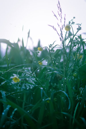 Closeup of green grass with water drops. Morning dew on summer field.