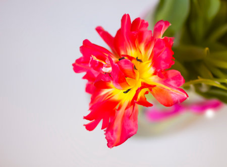 Red tulips. Beautiful flower on soft light background.