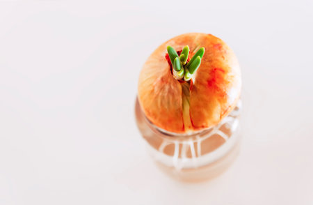 Onion with green sprouts in a glass jar.