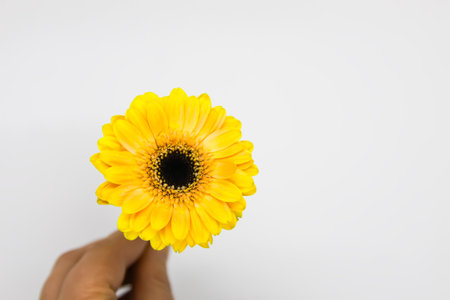 Gerbera daisy single yellow flower on soft light background.の写真素材