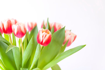 Tulips bouquet. Holiday floral decor.の写真素材