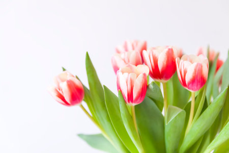 Tulips bouquet. Holiday floral decor.