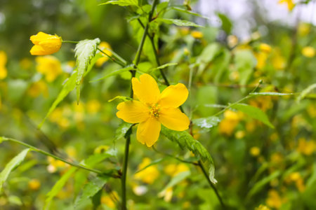Yellow flowers on bush in spring park.の写真素材