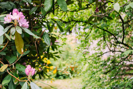 Beautiful flowers of the blooming magnolia tree in spring park.の写真素材